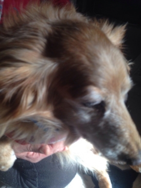 飼い主に抱かれた犬