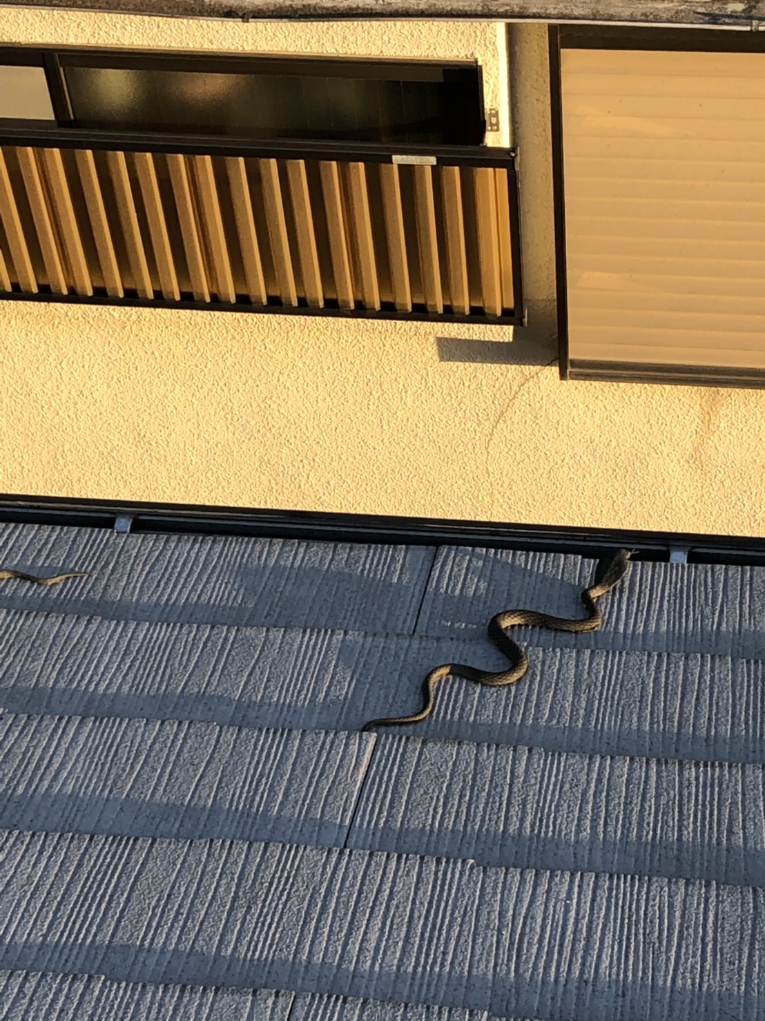 鳥よけ用の蛇の模型