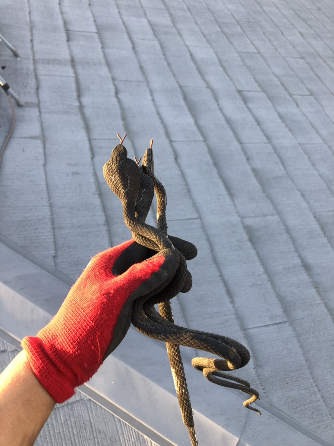 鳥よけ用の蛇の模型