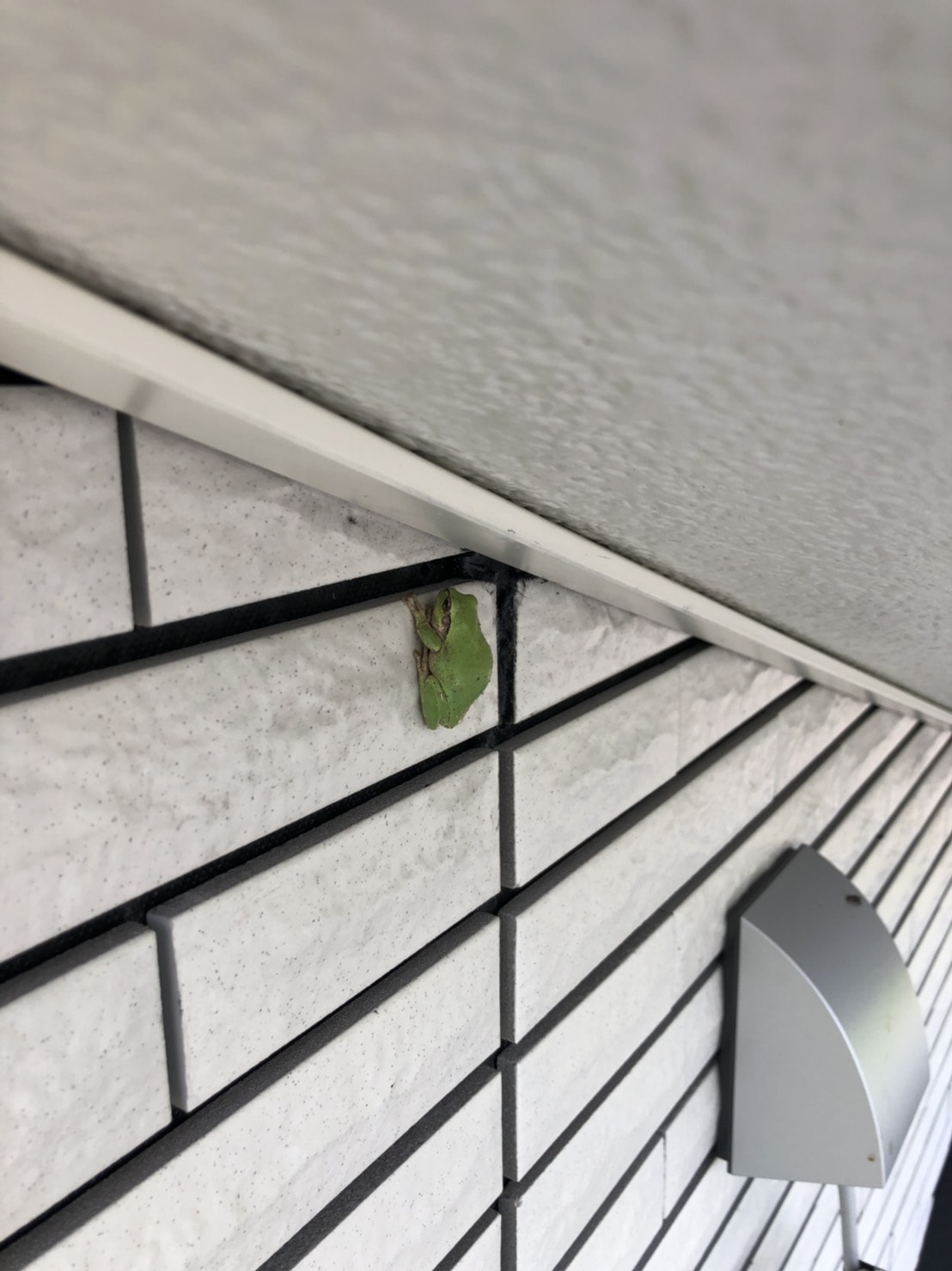 外壁に張り付いているカエル
