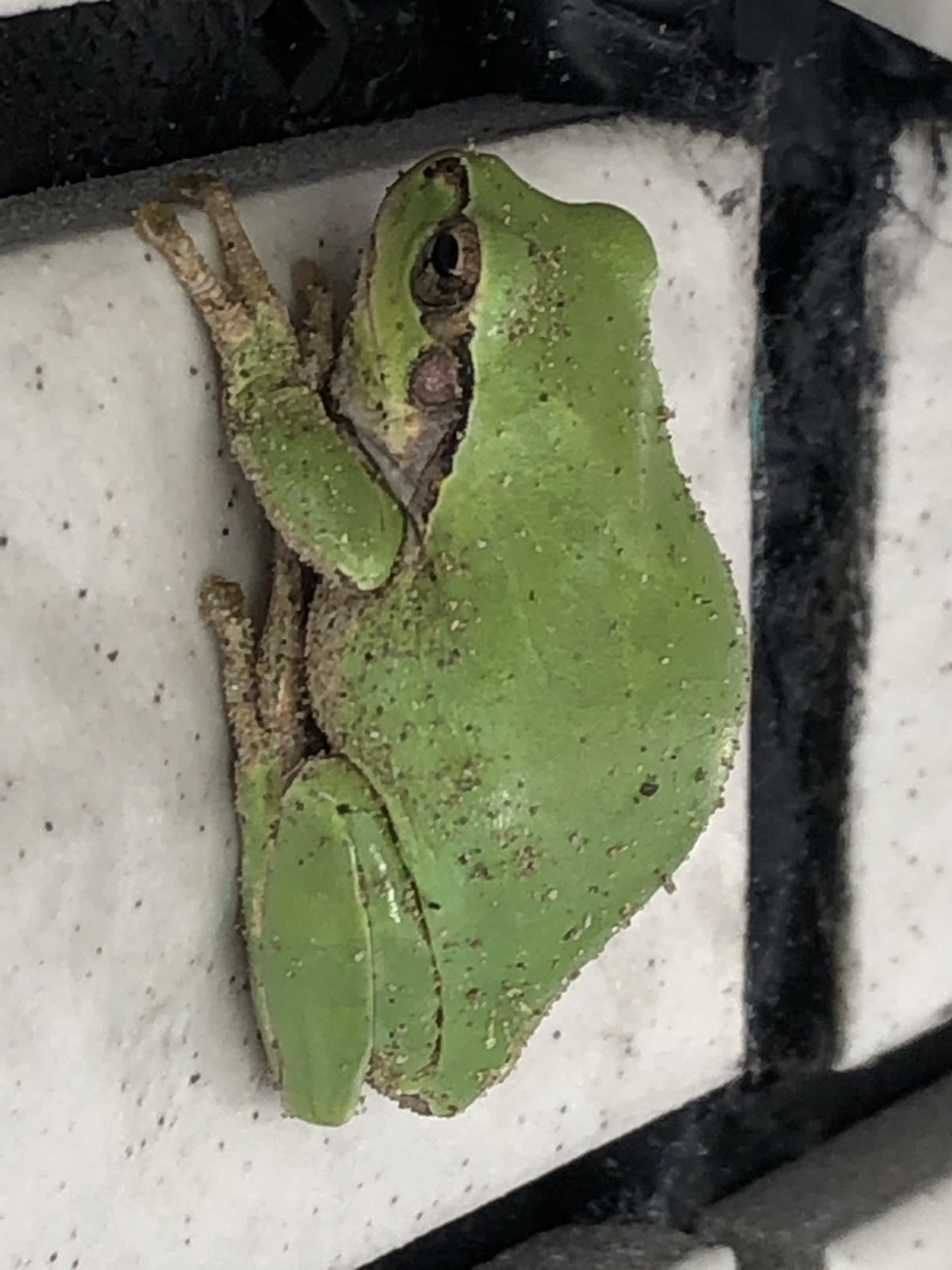 外壁に張り付いているカエル
