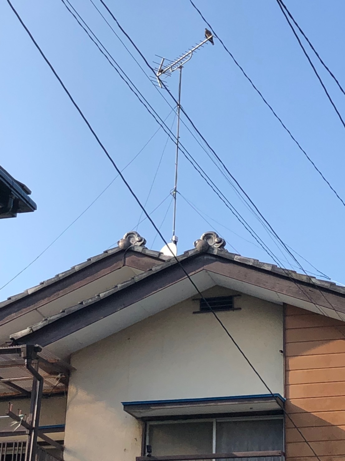 屋根上のUHFアンテナに止まっている鳥