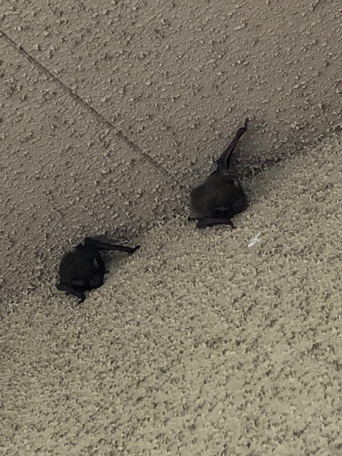 壁に止まっている2羽のコウモリ