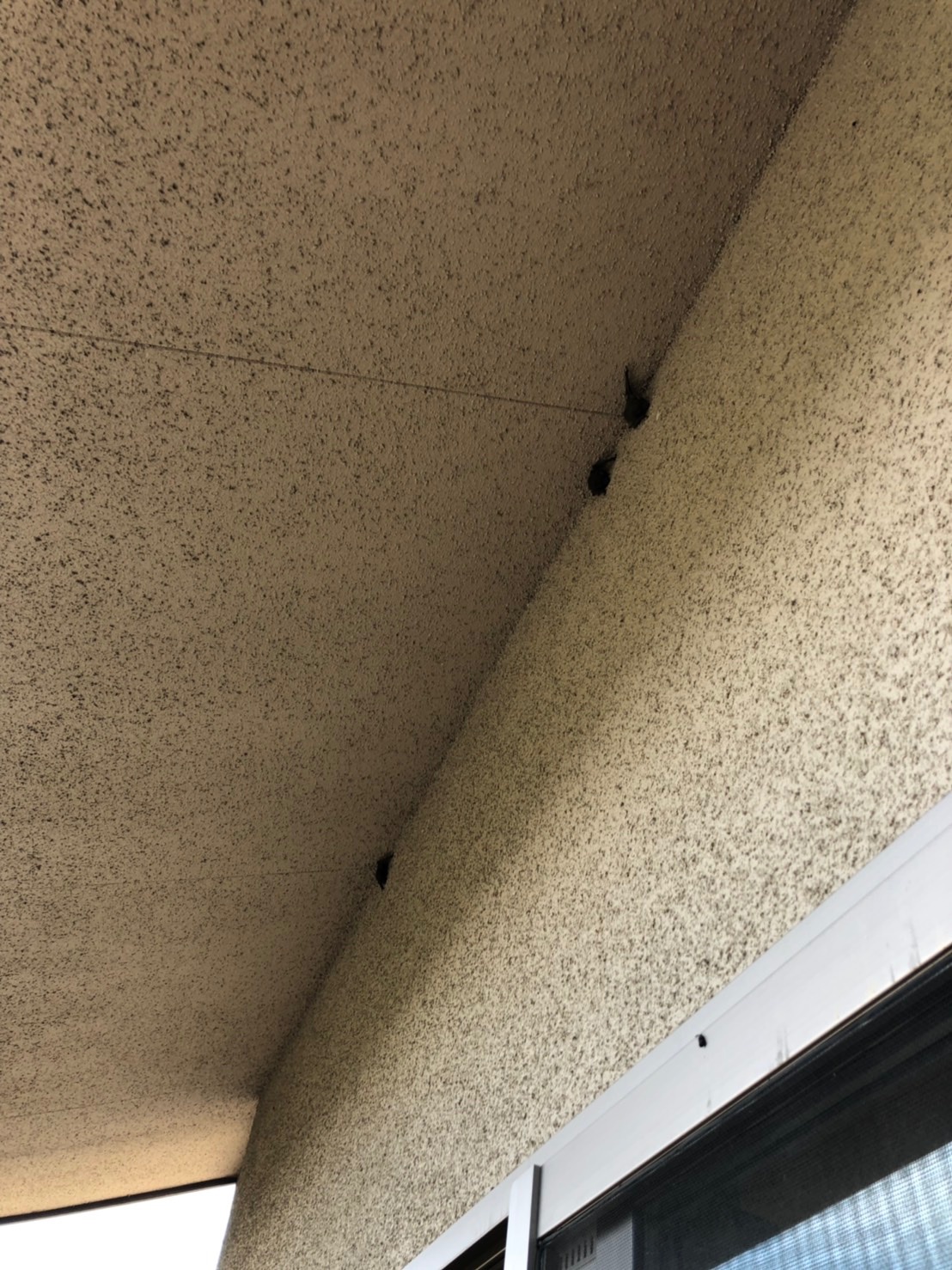 コウモリが止まっている外壁