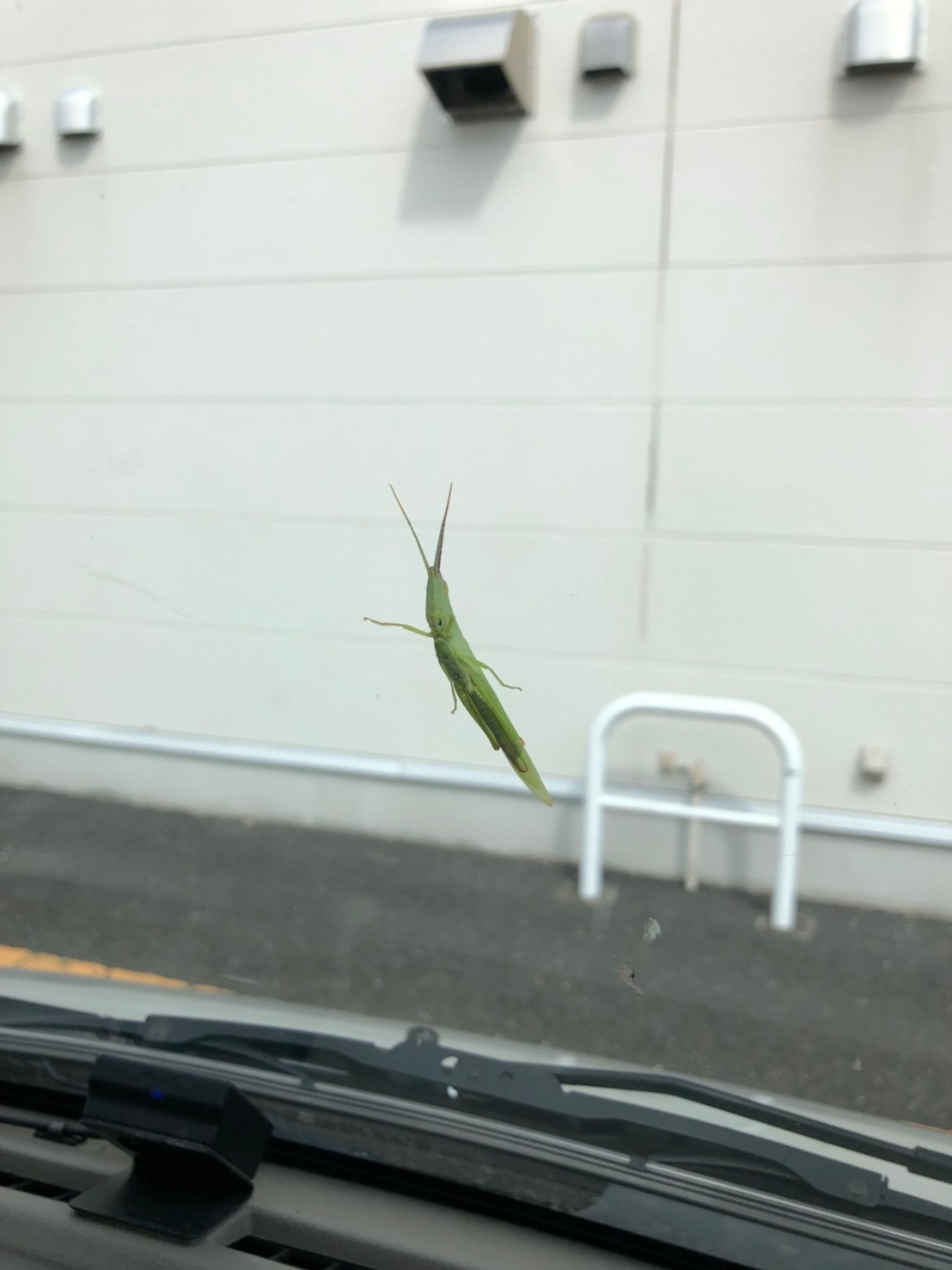 車の窓に止まったバッタ